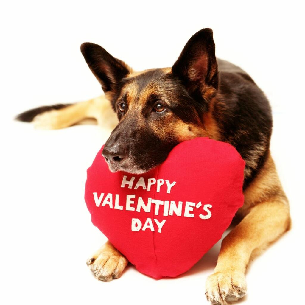 Puppy love – valentine’s day with your dog
