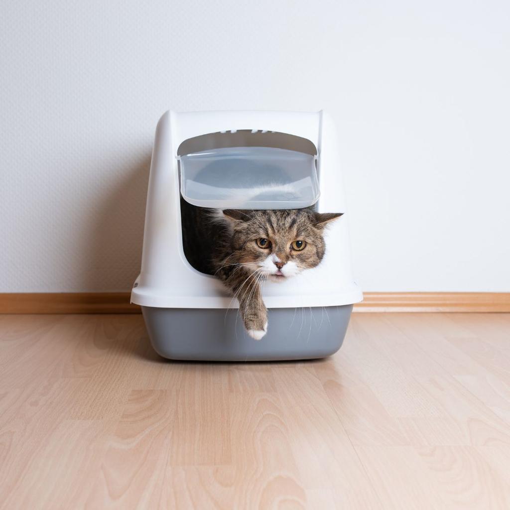 Cat litter box management