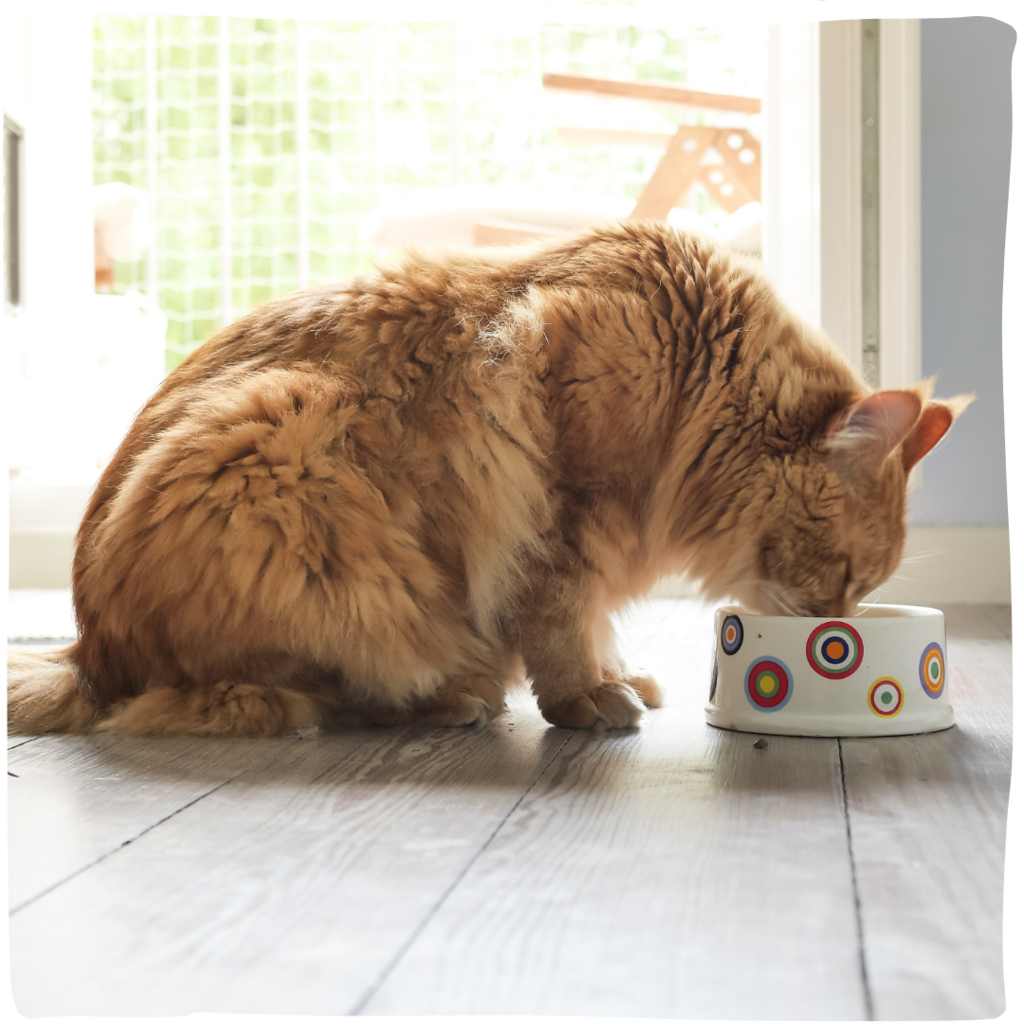 The Debate About Vegan Cats (Part 1) : Untangling Emotion from Ethics