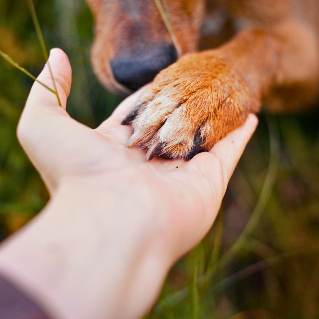 Sustainable Pet Parenting: How to Reduce Your Pet’s Environmental Pawprint