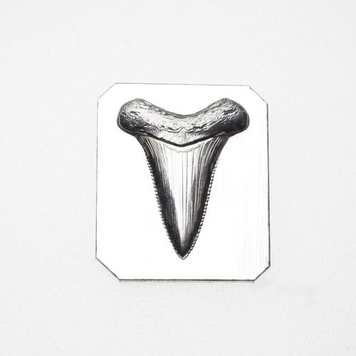 Gemina Shark Tooth Impression