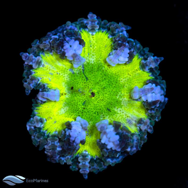 Rock Flower Anemone Care Guide