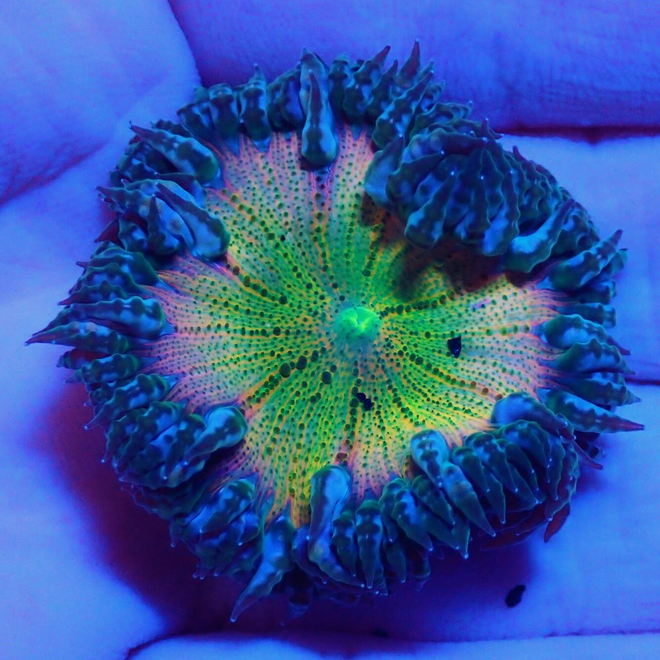 Rock Flower Anemone Care Guide