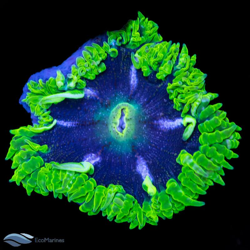 Rock Flower Anemone Care Guide