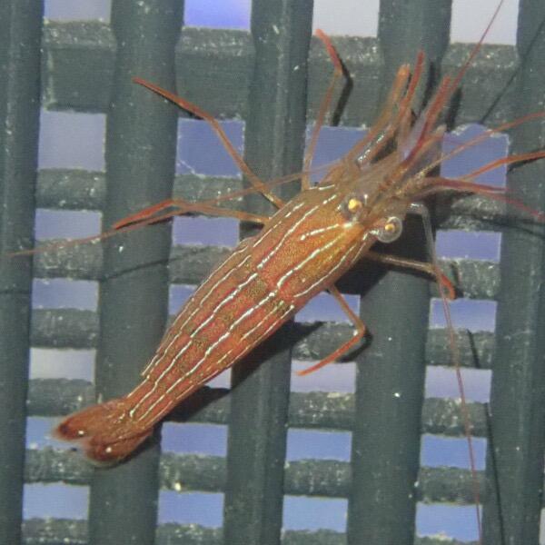 Indo Peppermint Shrimp