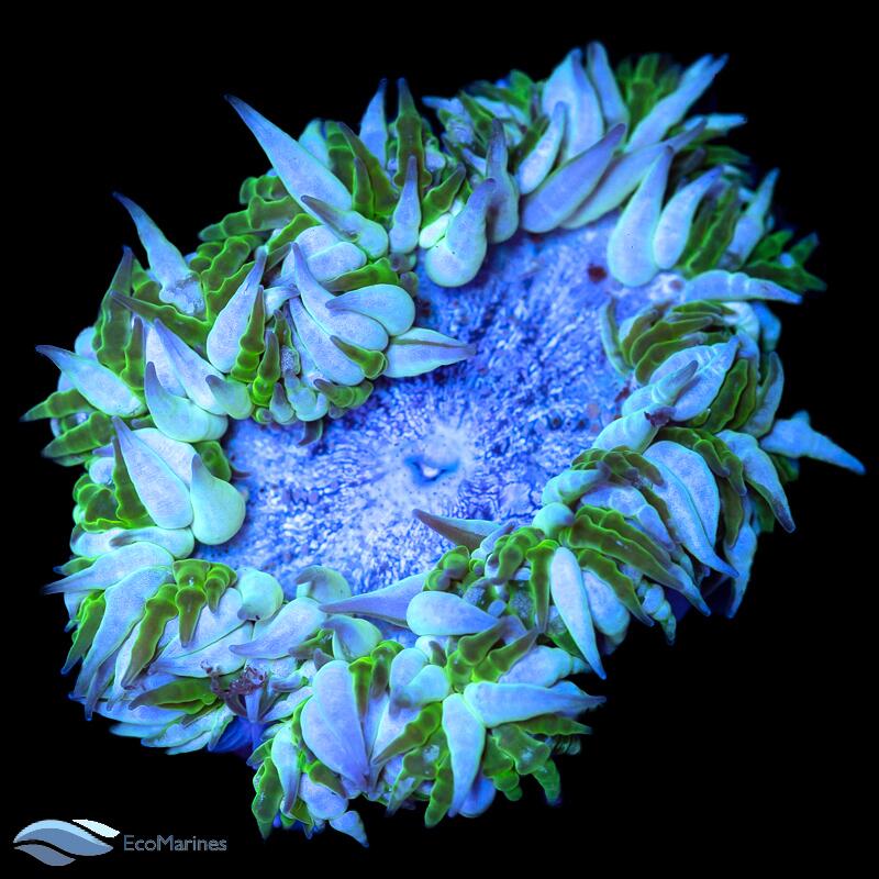 Rock Flower Anemone Care Guide