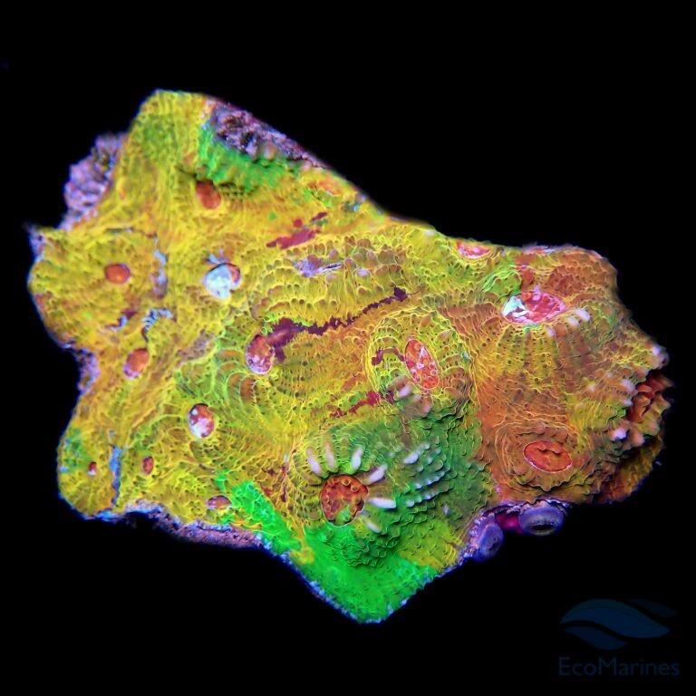 Chalice Coral Care Guide