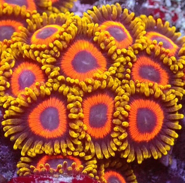 Jungle Juice Zoa