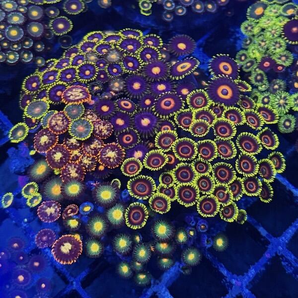 Overgrown Zoa Plug 5D - WYSIWYG
