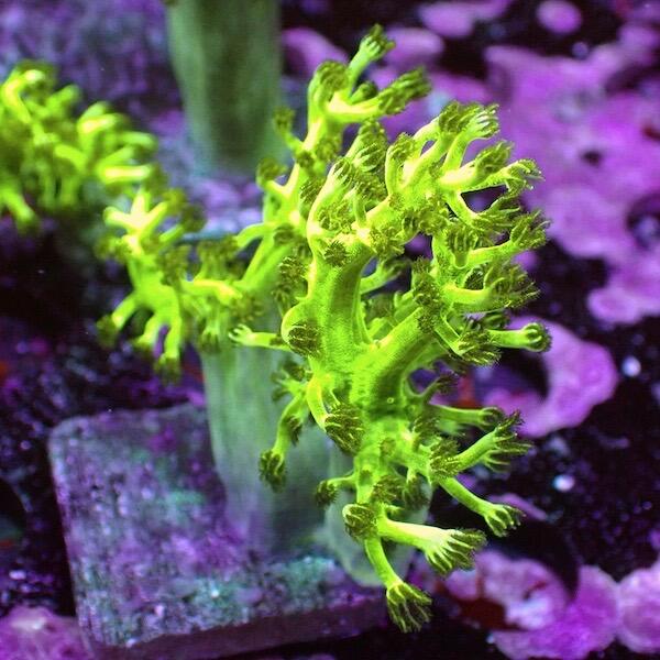 Capnella Fluoro Green Kenya Tree Frag
