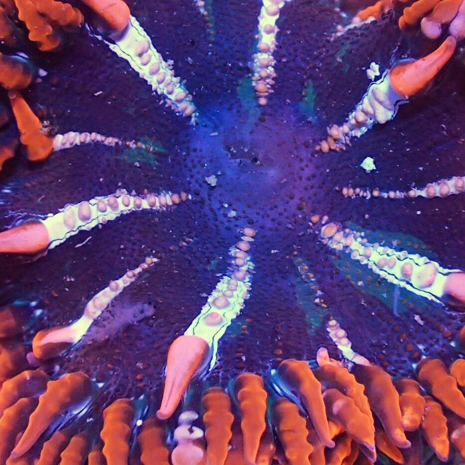 Rock Flower Anemone Care Guide