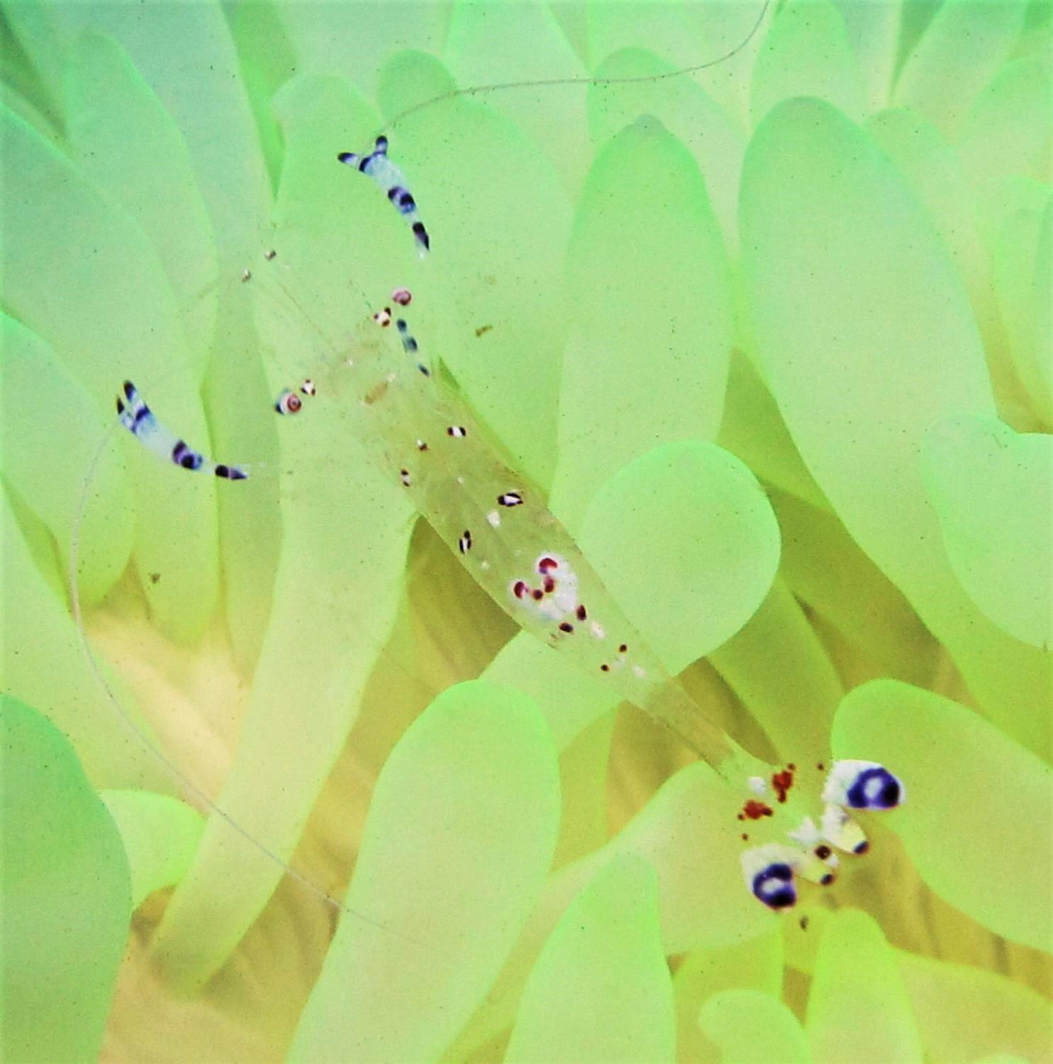 Rock Flower Anemone Care Guide