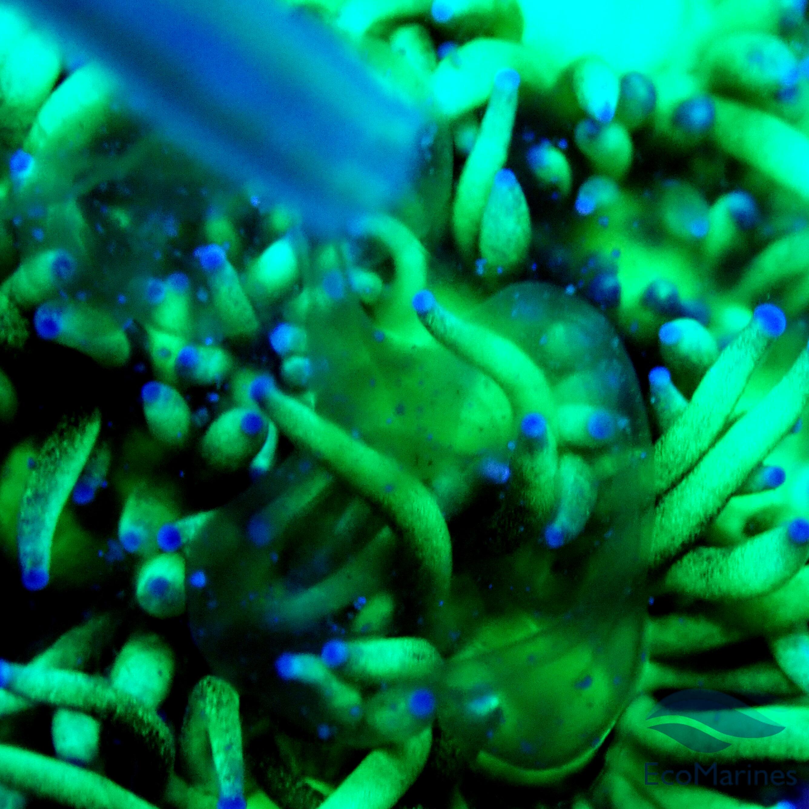 Goniopora 1D - WYSIWYG main image 1