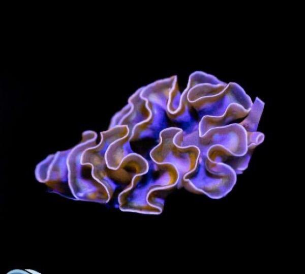 Lettuce Nudibranch