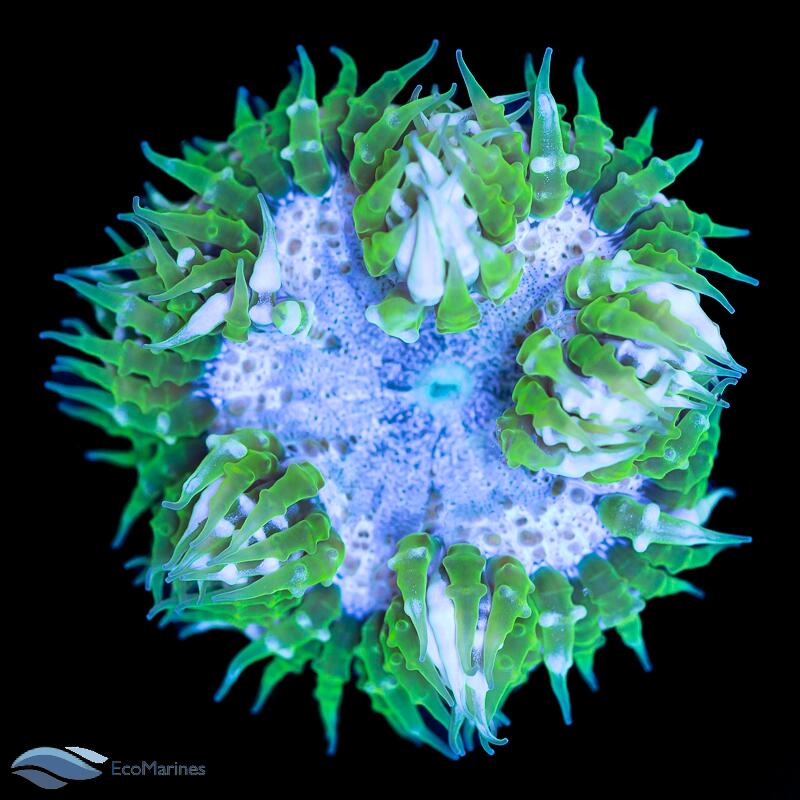 Rock Flower Anemone Care Guide