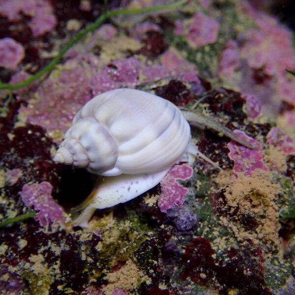 Tongan Nassarius Snails