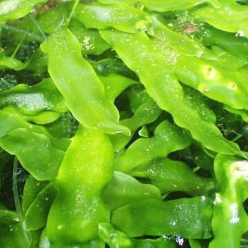UK Grown Caulerpa prolifera