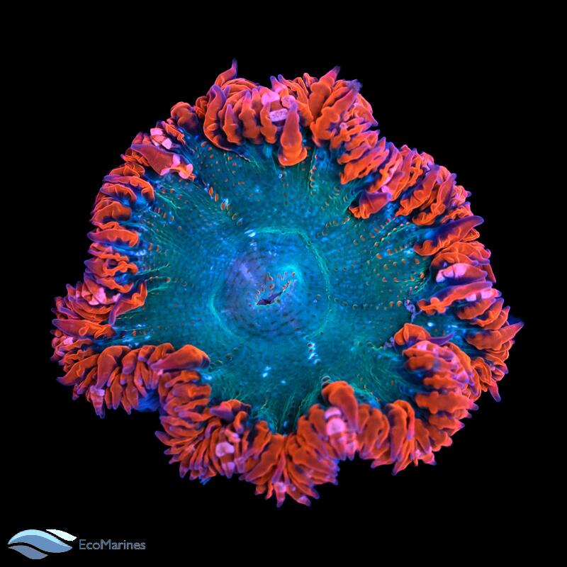 Rock Flower Anemone Care Guide