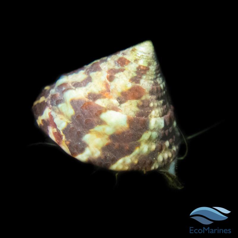 Black Foot Trochus Snails