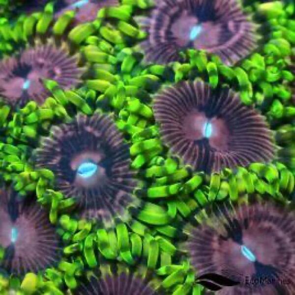 Fake Lime Chilli Zoa
