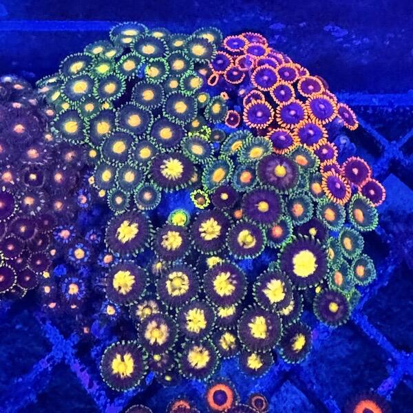 Overgrown Zoa Plug 9D - WYSIWYG