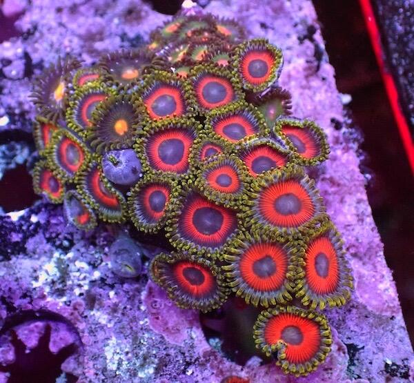 Wild Mini Zoa Frags Mix Colour (x10)