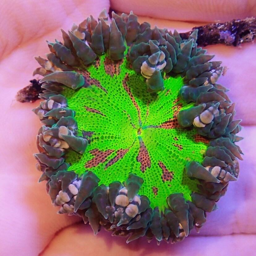 Rock Flower Anemone Care Guide