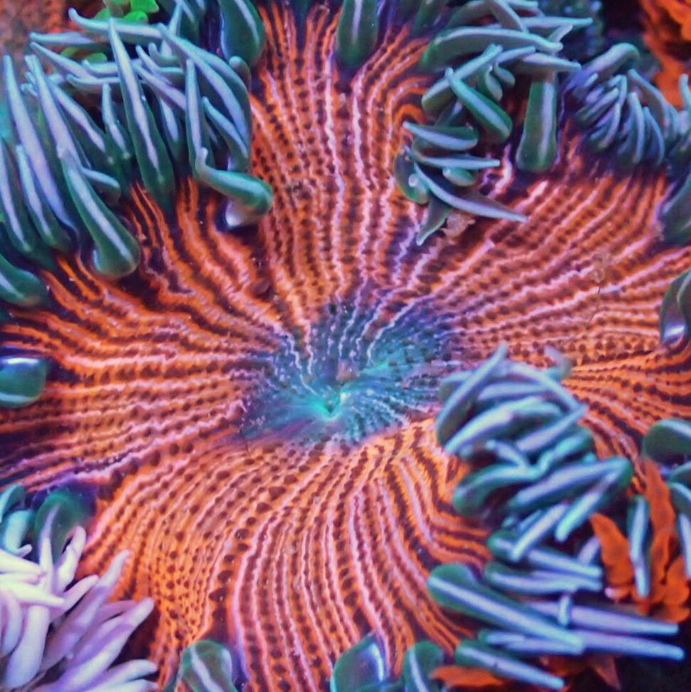 Rock Flower Anemone Care Guide