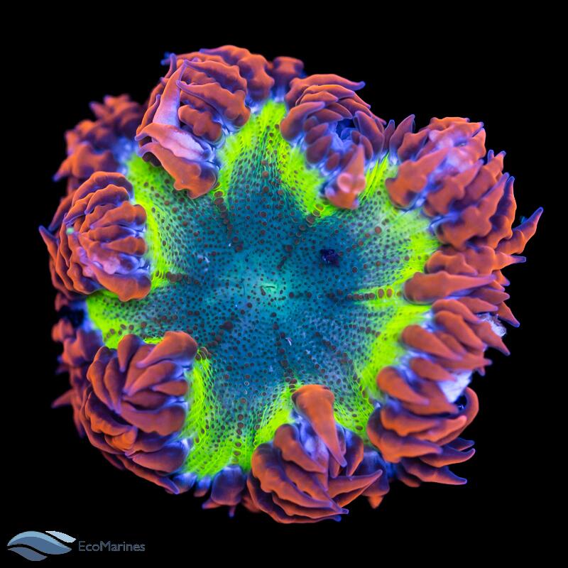 Rock Flower Anemone Care Guide