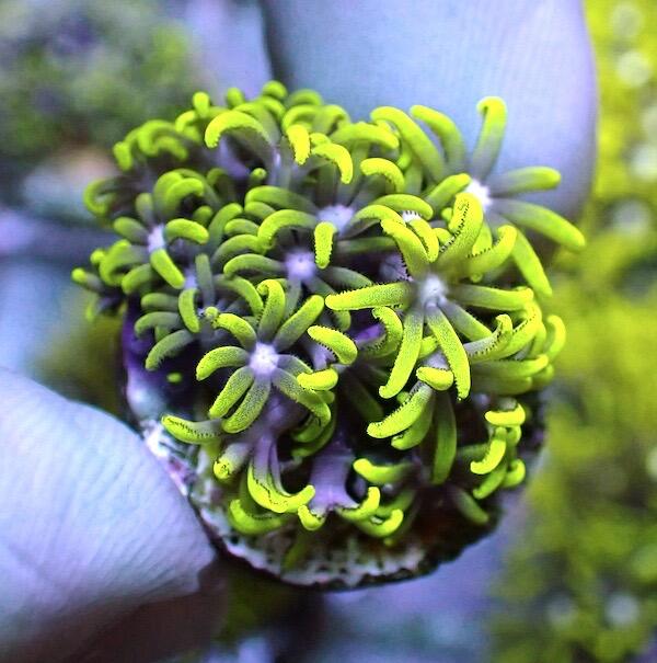 Star Polyp Metallic Green Frag