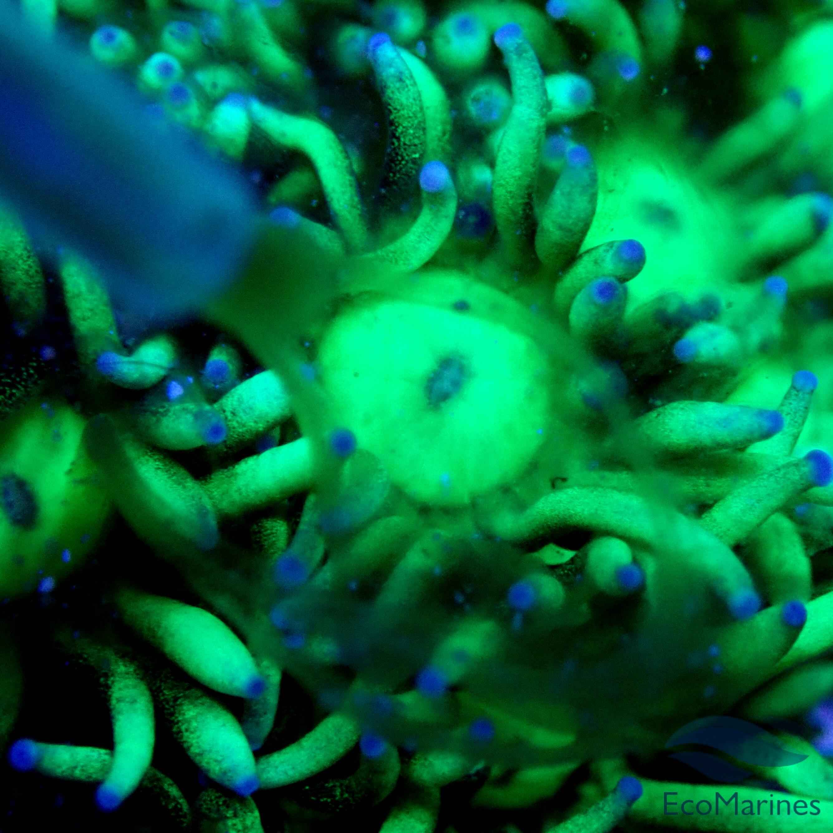 Goniopora 2D - WYSIWYG main image 0