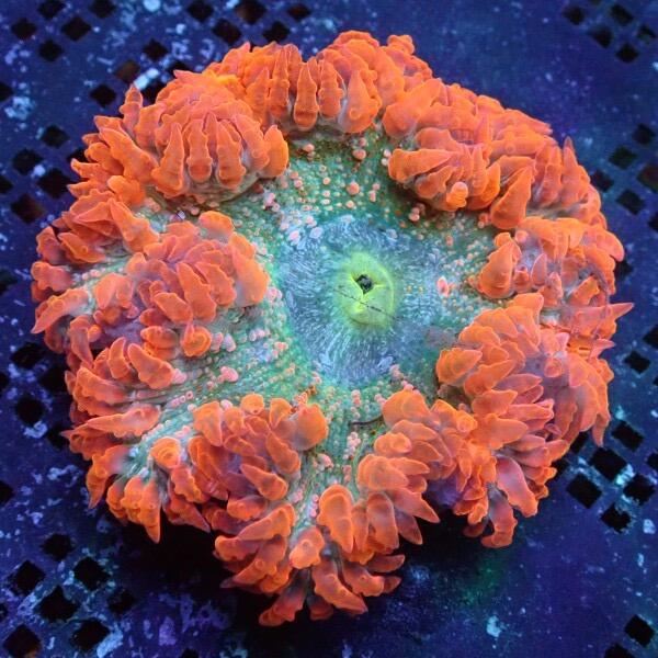 A Grade Rock Flower Anemone