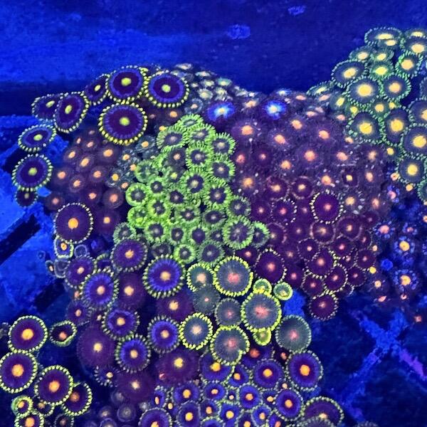 Overgrown Zoa Plug 5D - WYSIWYG main image 1