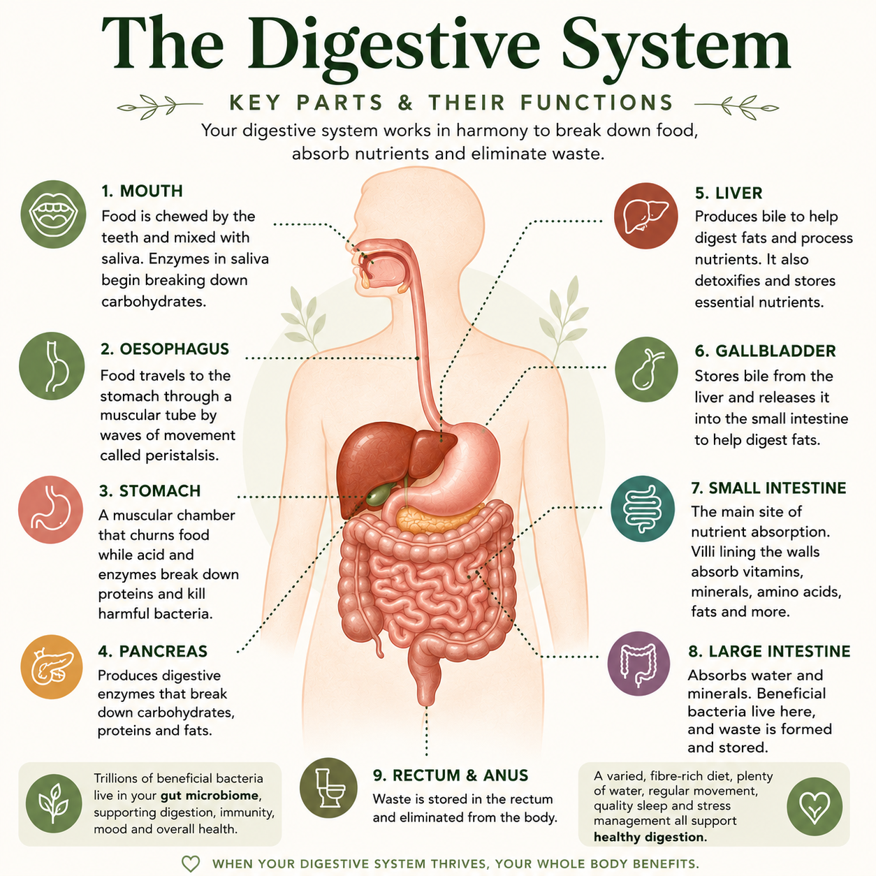 Infographic showing the key parts of the human digestive system, including the mouth, oesophagus, stomach, liver, gallbladder, pancreas, small intestine and large intestine, with a simple explanation of each organ's role in digestion.