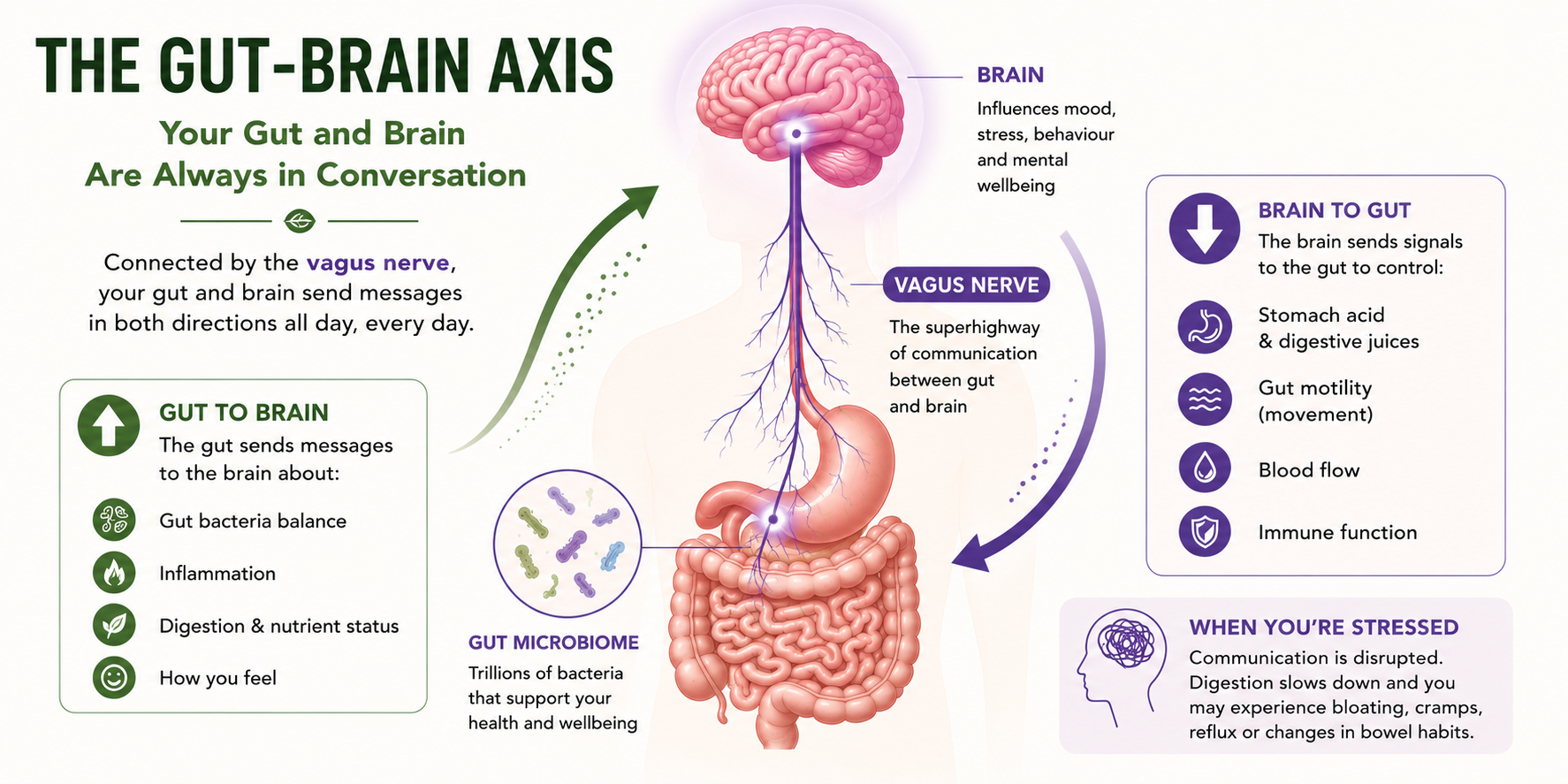Infographic illustrating the gut-brain axis, showing how the vagus nerve provides two-way communication between the brain and digestive system, influencing digestion, stress responses and overall wellbeing.