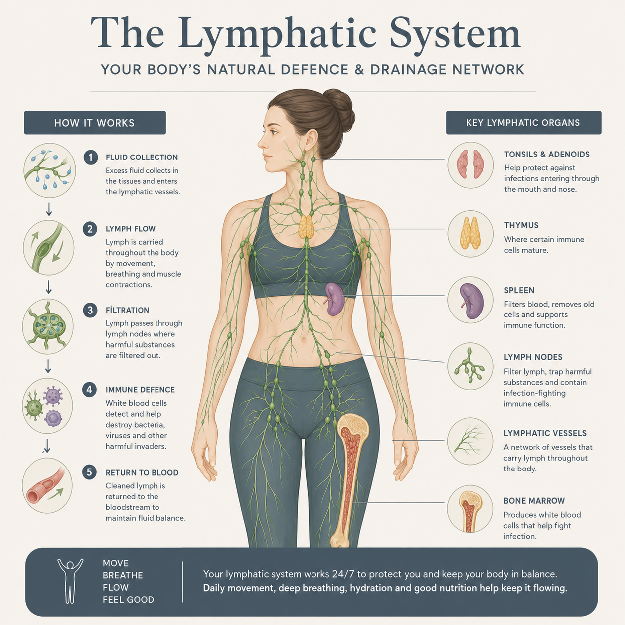 Health Mastery infographic illustrating the human lymphatic system, showing lymphatic vessels, lymph nodes, spleen, thymus, tonsils and bone marrow, with a simple explanation of how lymph flows through the body to support immune function and fluid balance.