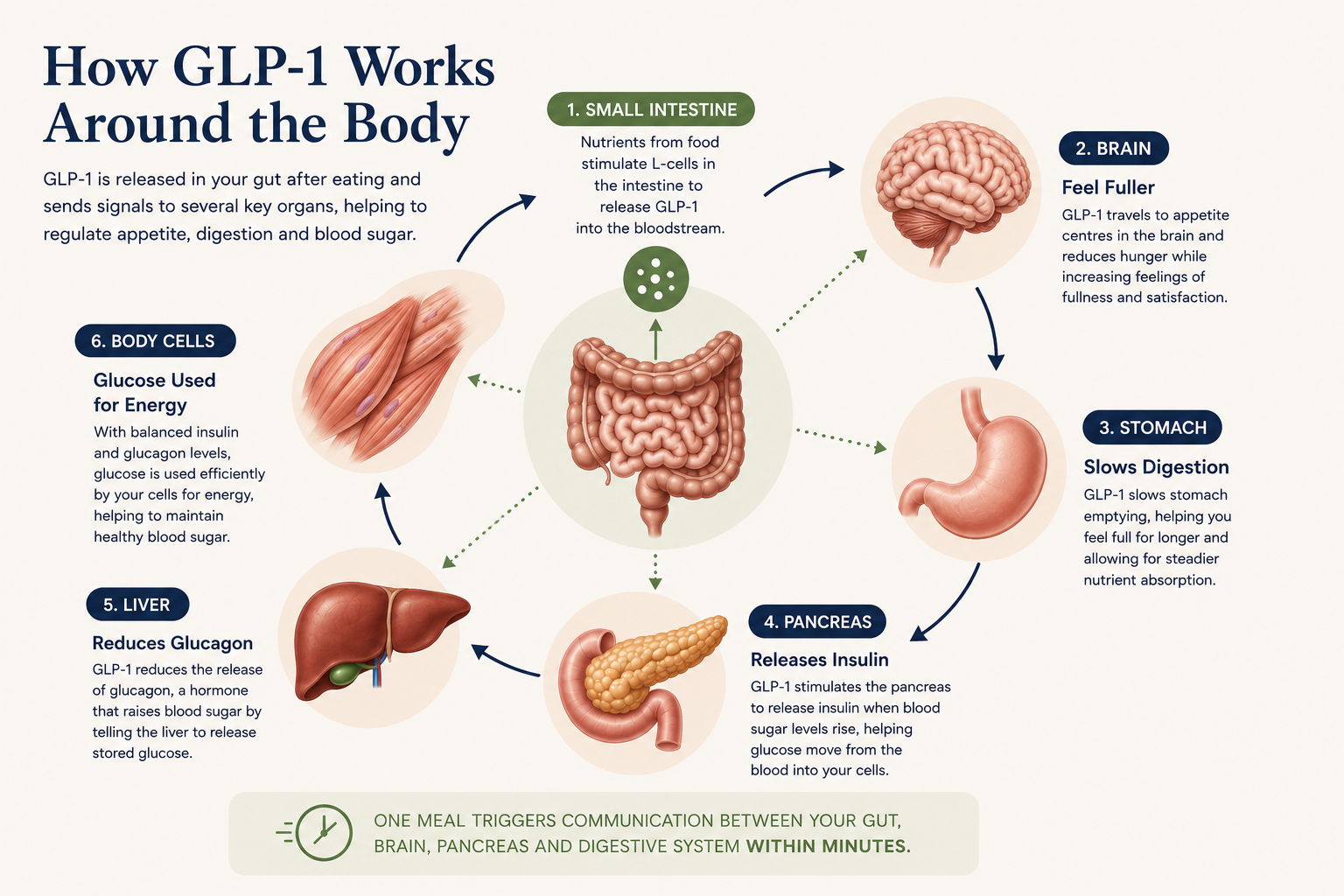 Infographic showing how the GLP-1 hormone communicates between the small intestine, brain, stomach, pancreas, liver and body cells to regulate appetite, digestion and blood sugar.