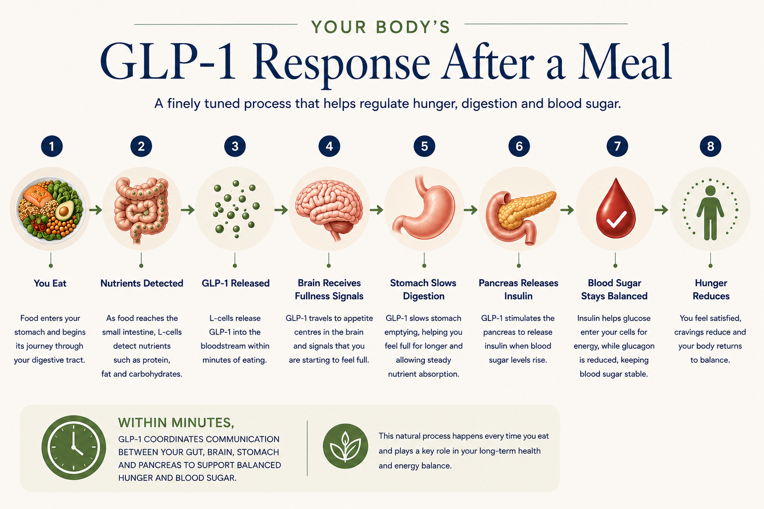 Timeline infographic explaining the body's natural GLP-1 response after eating, from nutrient detection and hormone release to feelings of fullness, slower digestion, insulin release and balanced blood sugar.