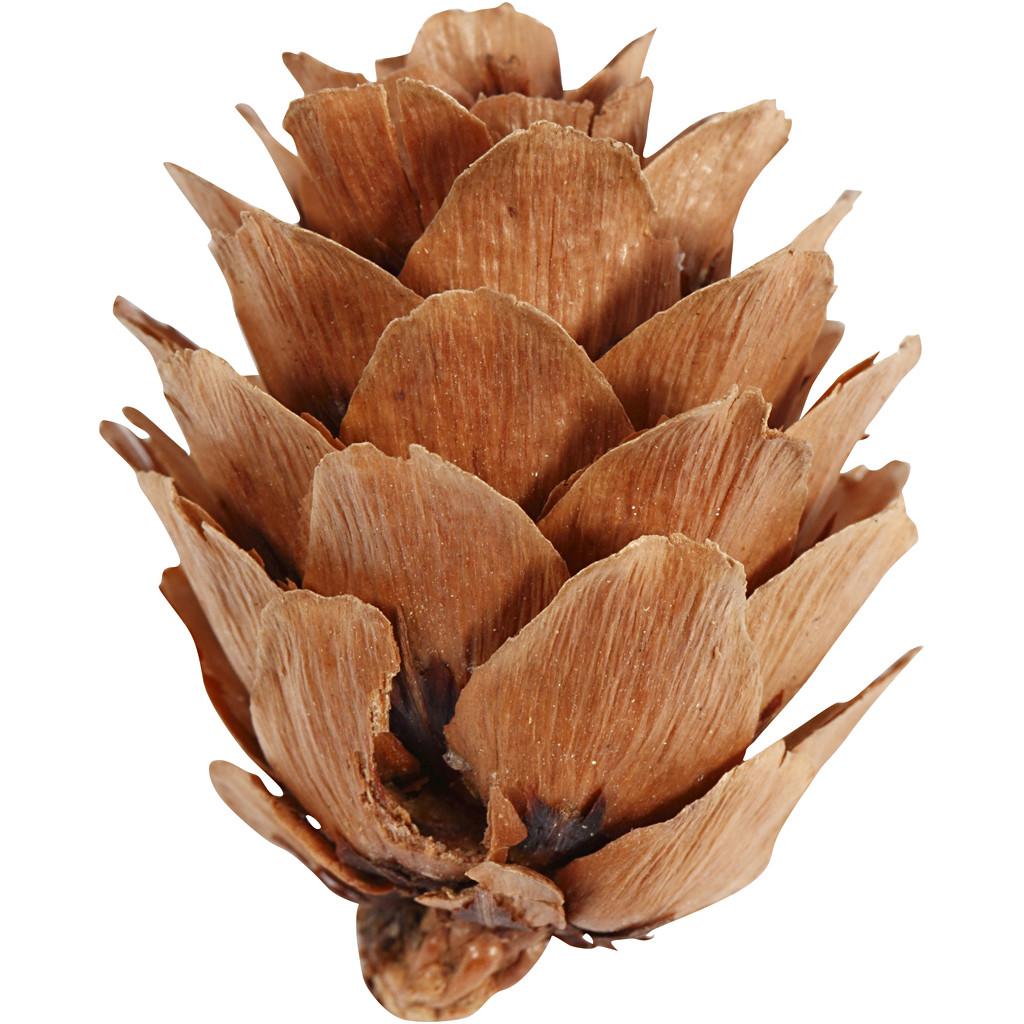Larch Cones, 12 pc, 1 Pack CC50250