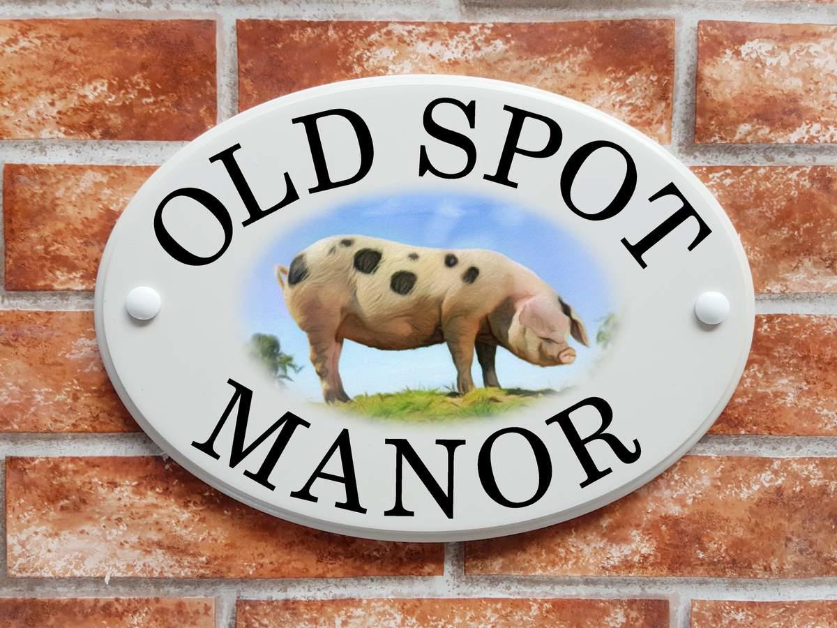 Old Spot Pig (Code 080)
