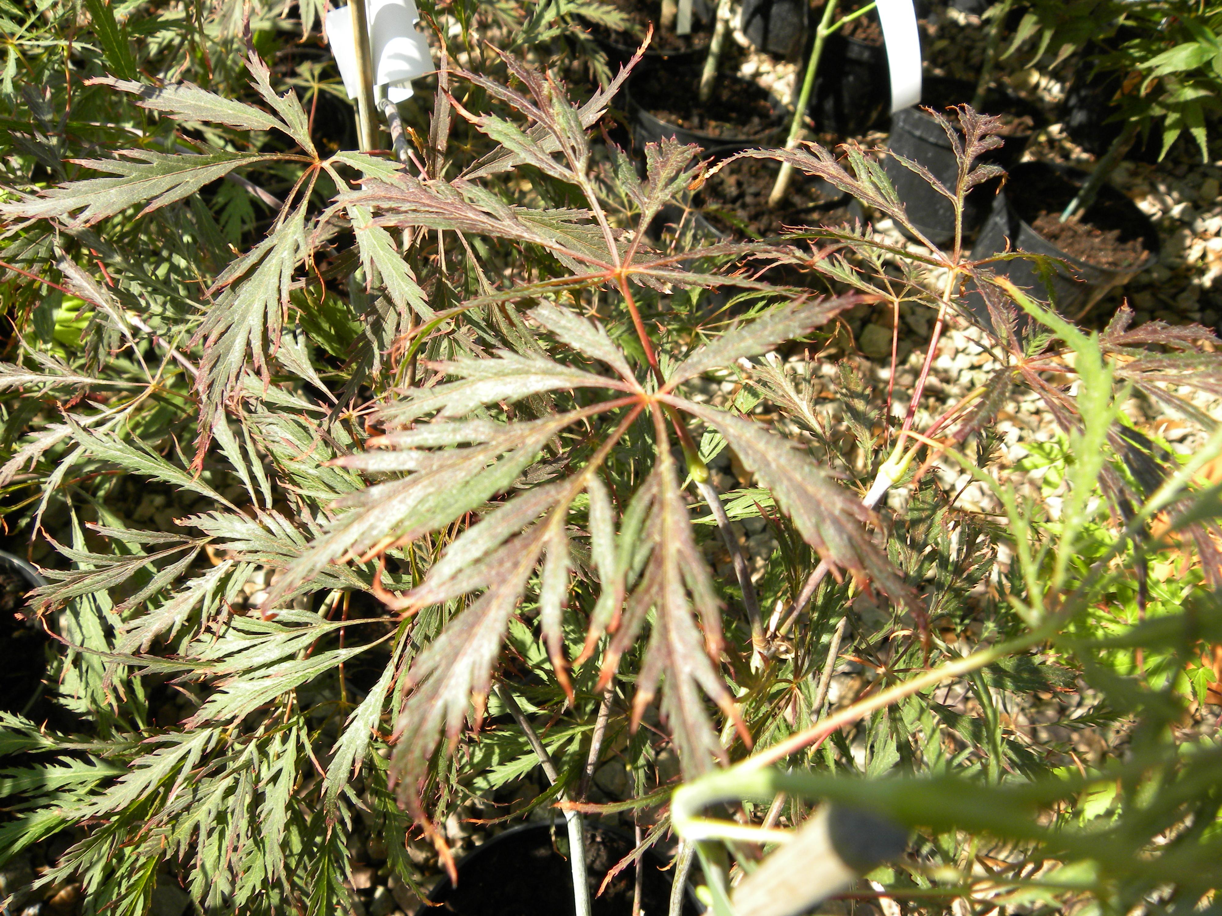 Acer palmatum Dissectum 'Nugrum' 'Ever Red' in summer