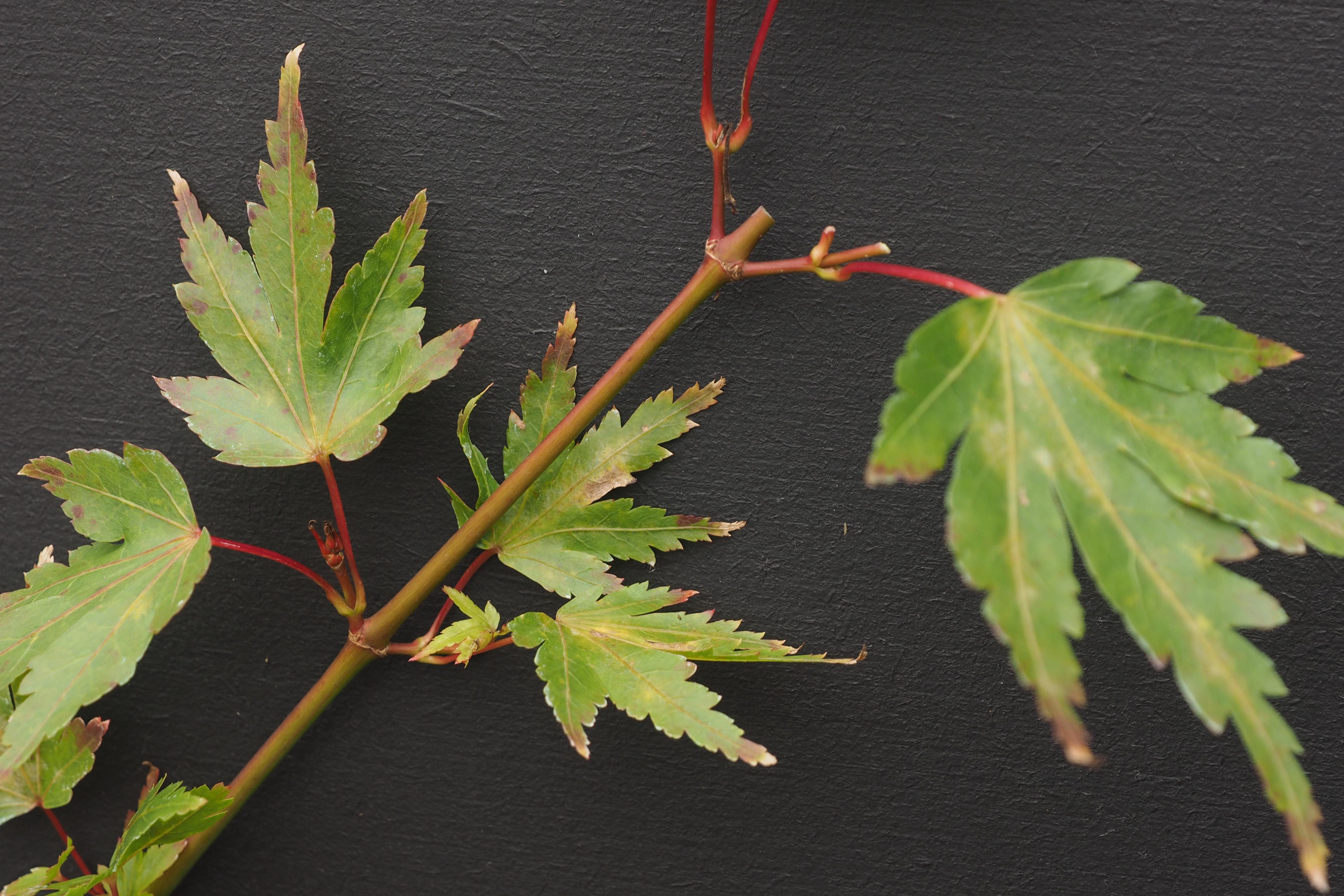 Acer palmatum 'Berry Broom' leaves