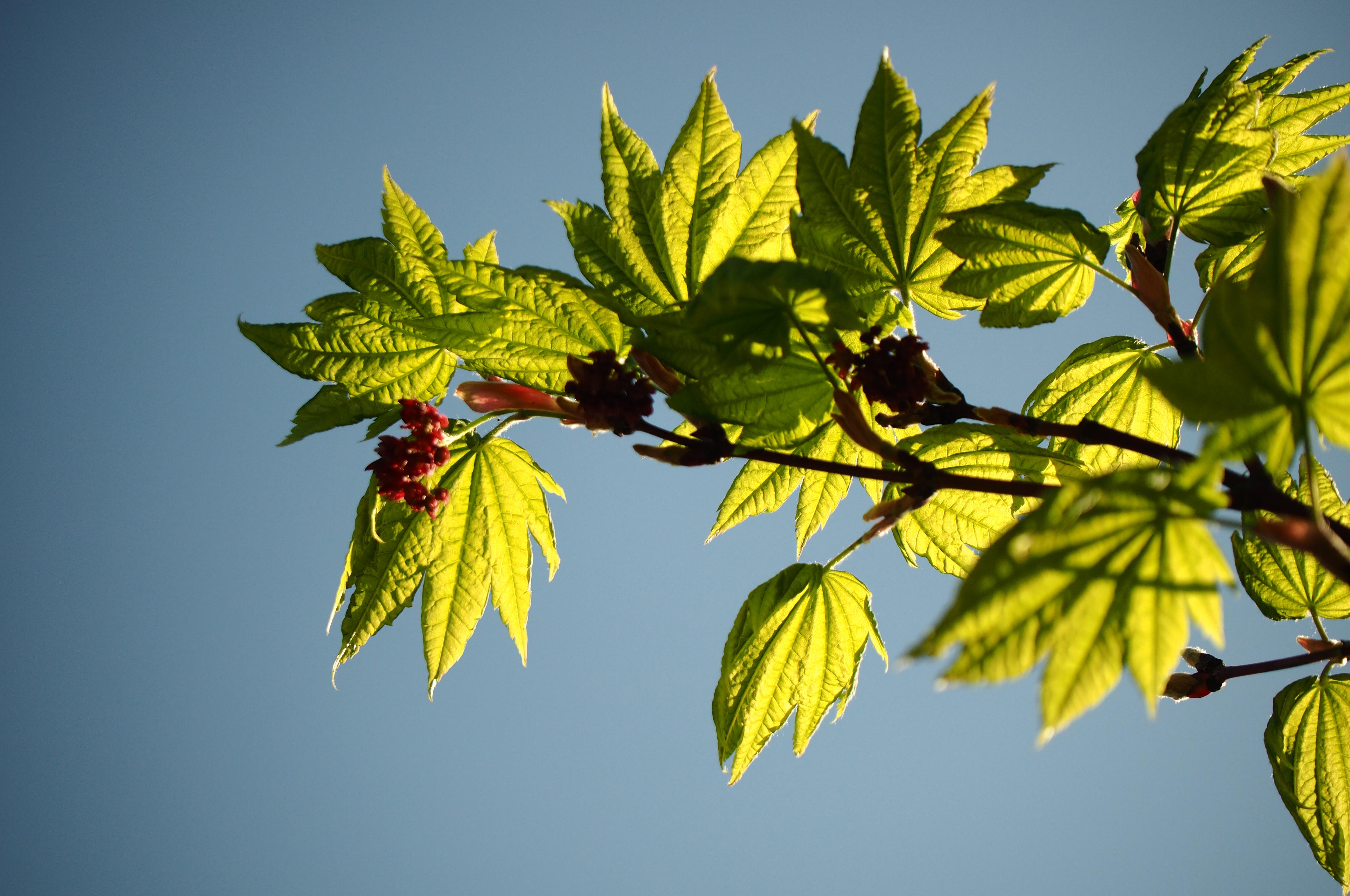 Acer japonicum 'Vitifolium' spring foliage