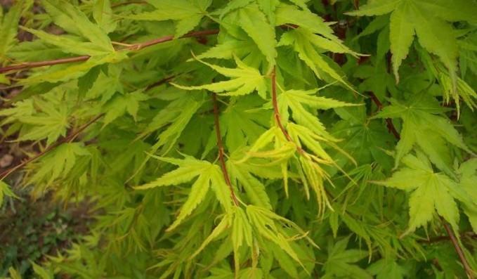 Acer palmatum &lsquo;Japanese Sunrise&rsquo;