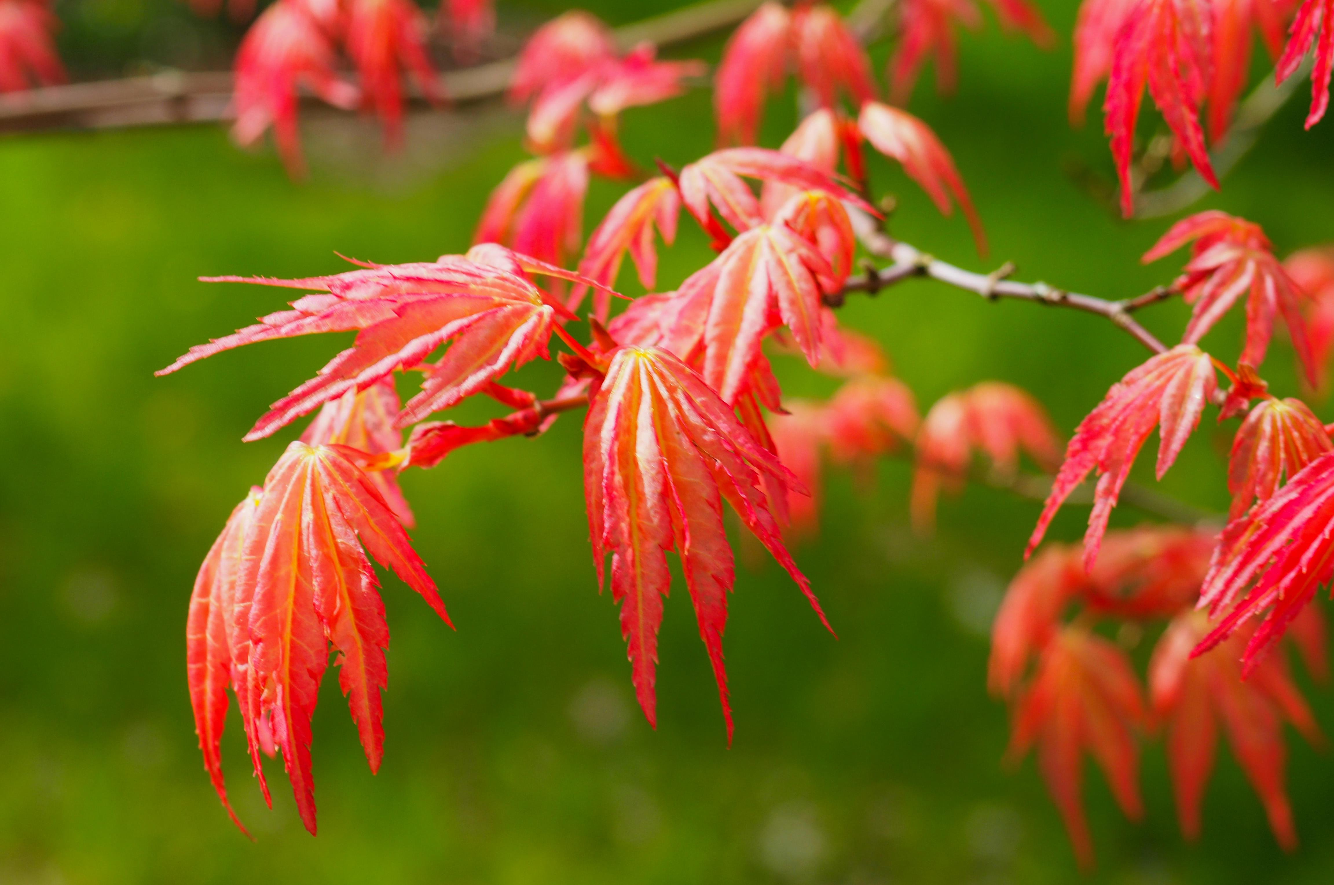 Acersdirect.com - a great Japanese maple collection for sale!