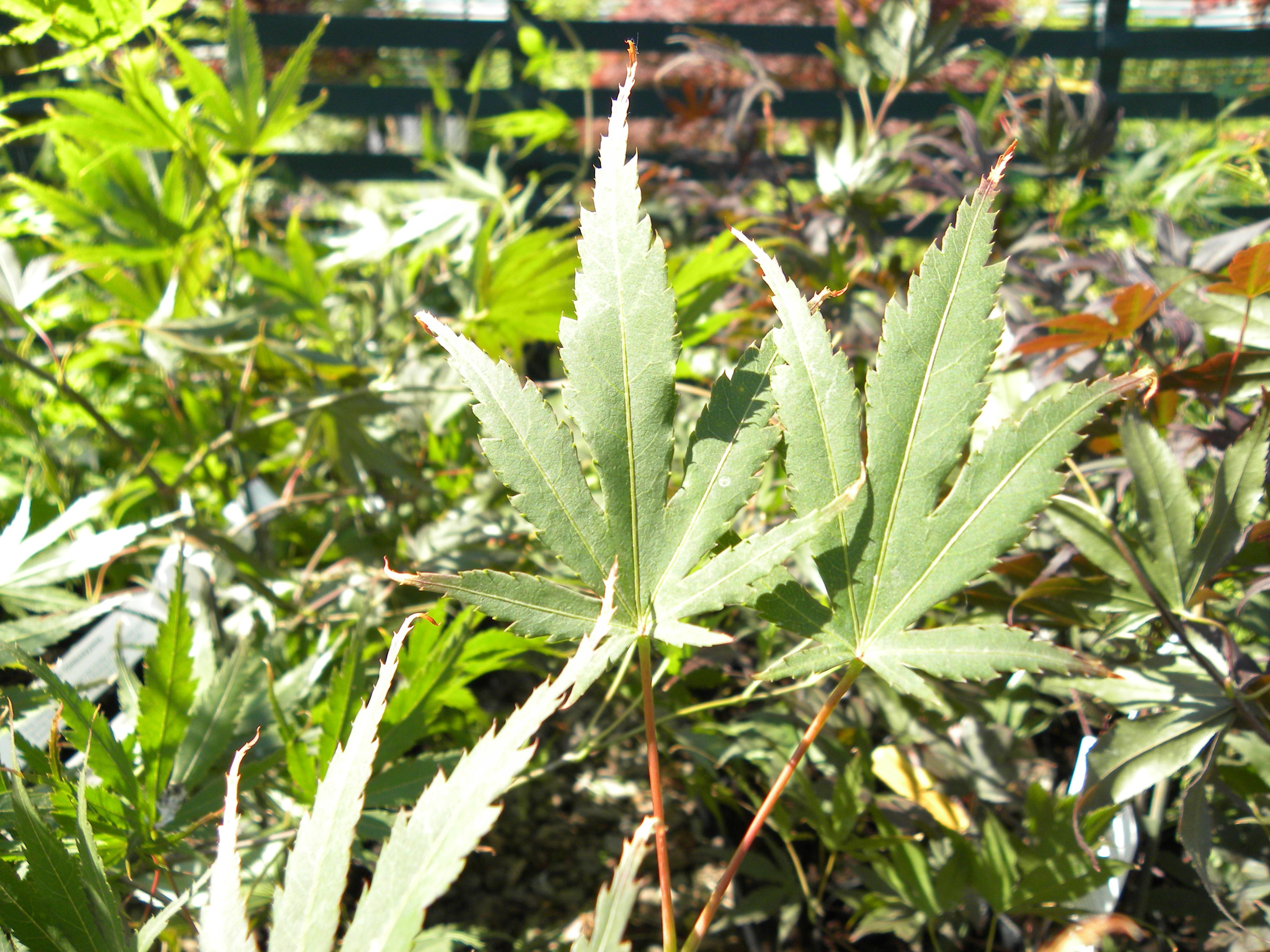 Acer palmatum 'Chitoseyama' summer leaf