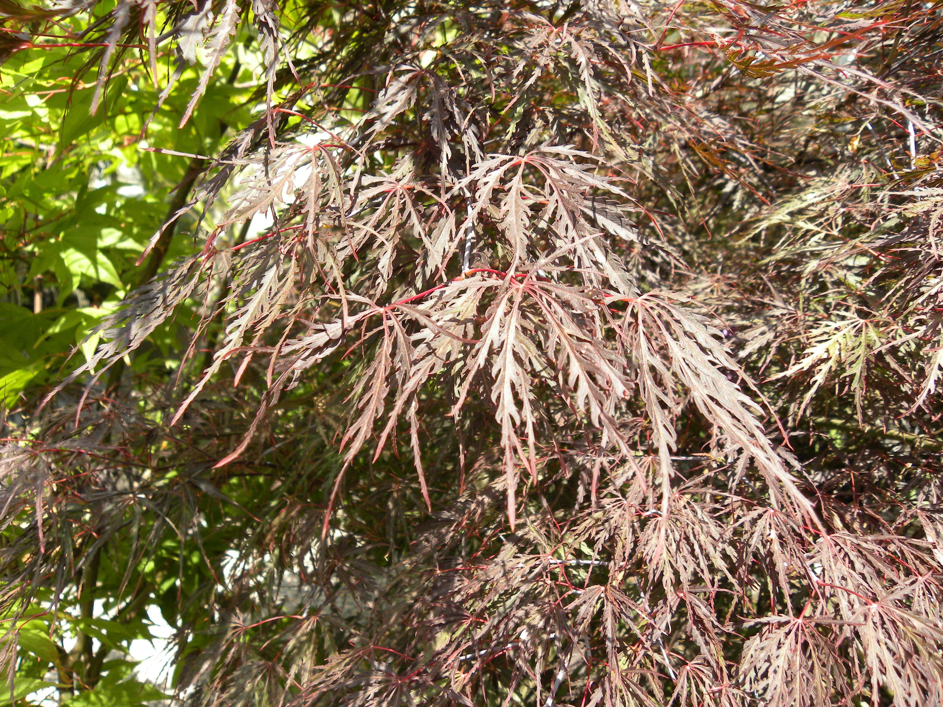 Acer palmatum Dissectum 'Inaba Shidare' summer