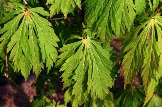 Acer japonicum 'Aconitifolium' summer leaf
