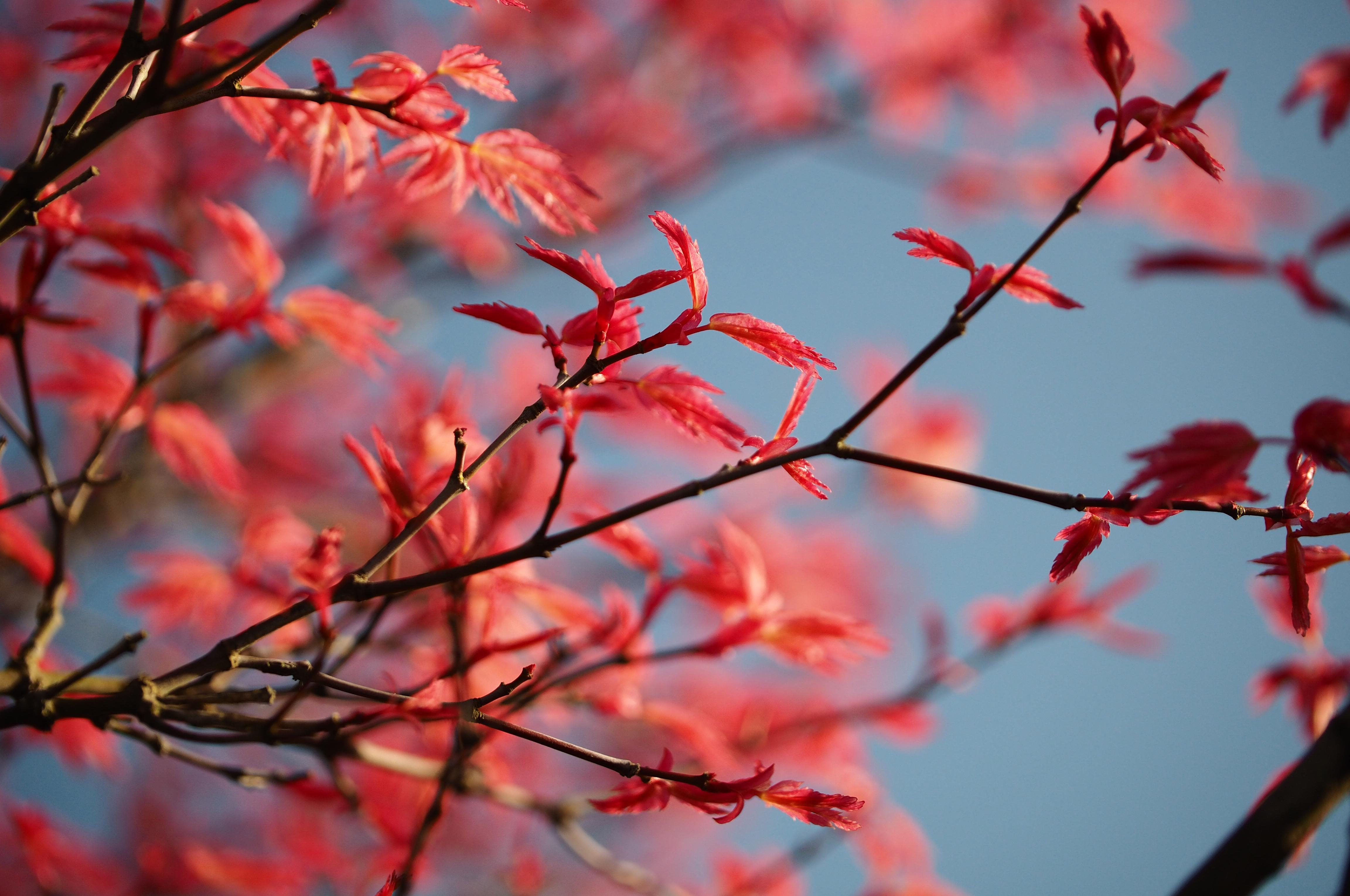 Acer palmatum Deshojo spring colour