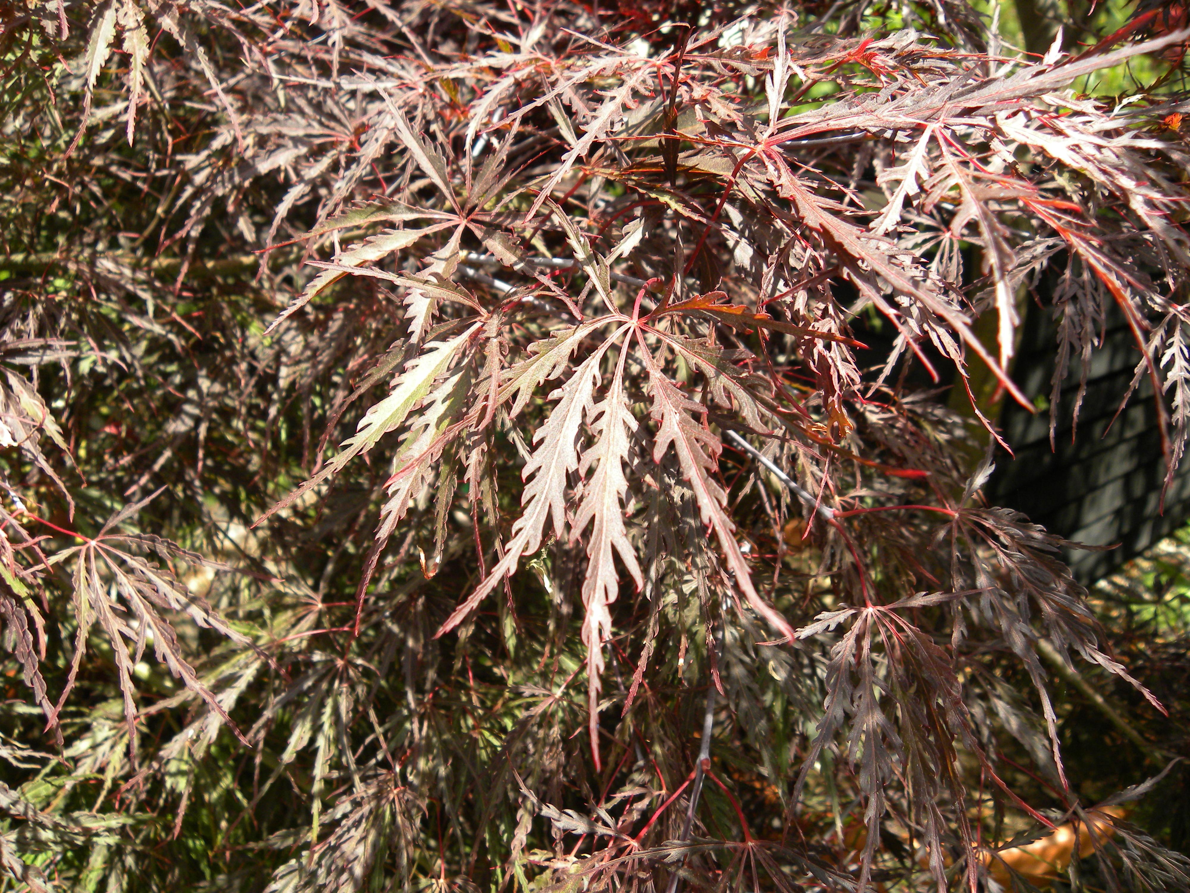 Acer palmatum Dissectum 'Inaba Shidare' summer foliage